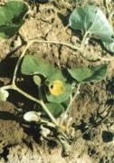 Aristolochia mollissima